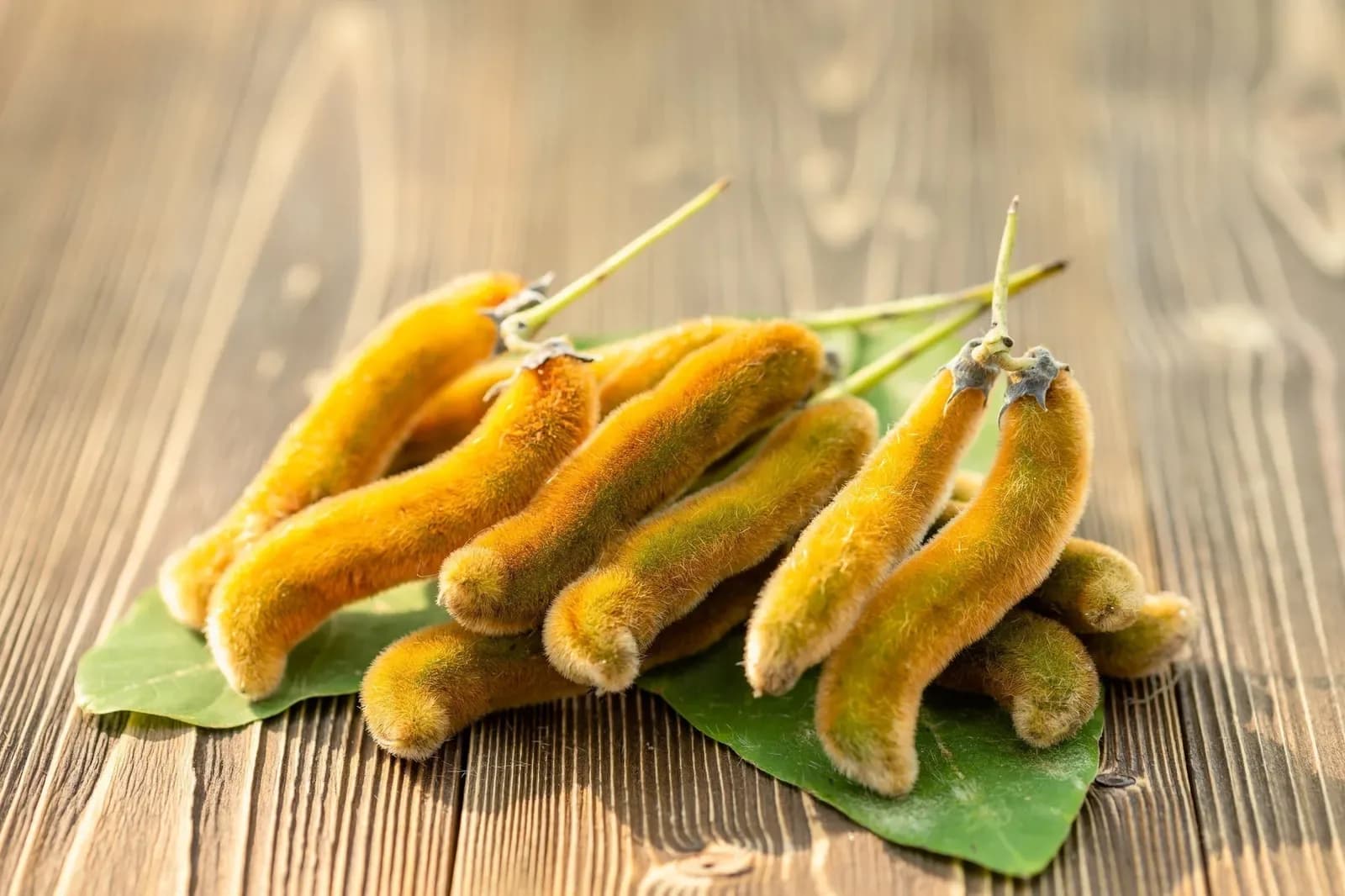 Gousses duveteuses jaune orangé de mucuna pruriens (haricot velours) posées sur des feuilles vertes sur une table en bois