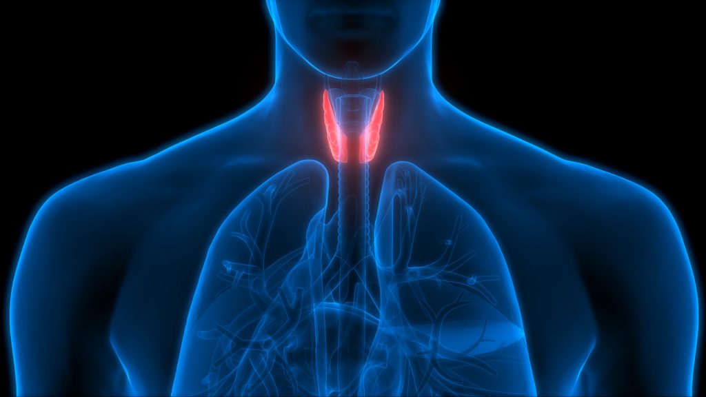 Hipertiroid Nedir? Hipertiroid Beslenme Tedavisi: Ne Yemeli Ne Yememeli? Hipertiroid Bitkisel Çözüm Önerileri Hipertiroid Diyeti Hipertiroid Belirtileri Nelerdir?